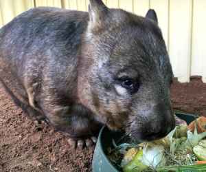 The <strong>Southern Hairy-Nosed Wombat</strong> is a marsupial and the smallest of all three species of wombat (the other two are the common wombat and the northern hairy-nosed wombat). It is mainly found in eastern Western Australia, southern South Australia, and south-western New South Wales occupying grasslands and woodlands in semi to arid environment.<br/><br/>Southern hairy-nosed wombats have a greyish or tan fur, longer ears and a broader nose compared to the common wombat. They measure up to a meter in length and can weigh up to 30kg.<br/><br/>Due to the harsh environment, the wombat digs large burrow networks in which up to 10 individuals may share and sleep during the day to escape the heat.<br/><br/>The wombat is a herbivore and feeds exclusively on native grasses. Being energy-efficient, it can spend long periods without drinking.<br/><br/>Breeding occurs between August and October only when rainfall is sufficient. One live young is born, usually in October after about 30 days of gestation, and it will stay in the pouch for 6 months.<br/><br/>The Southern Hairy-Nosed Wombat is classified as <strong>Least Concern</strong> on the IUCN Red List but it is currently facing threats such as killed by farmers as a pest, hit by vehicles and competition with introduced herbivores.